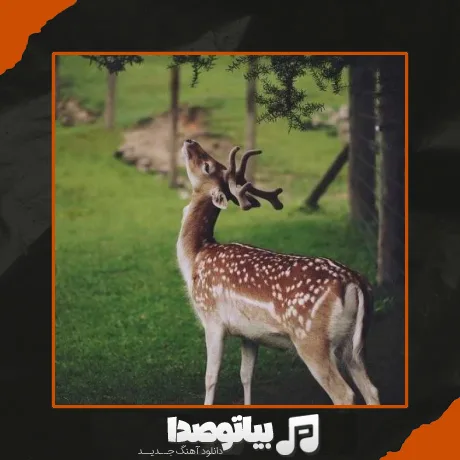 دانلود آهنگ آهوی دشت زنگاری